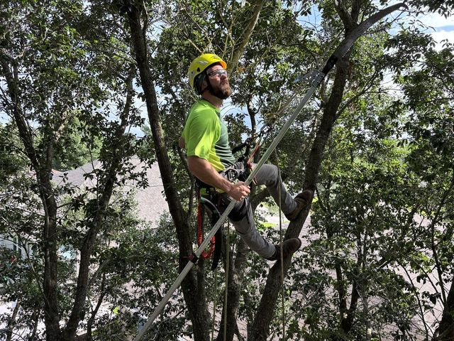 Good Roots Tree Care arborist climbing and pruning a tree with a pole saw above a home in Conroe, TX