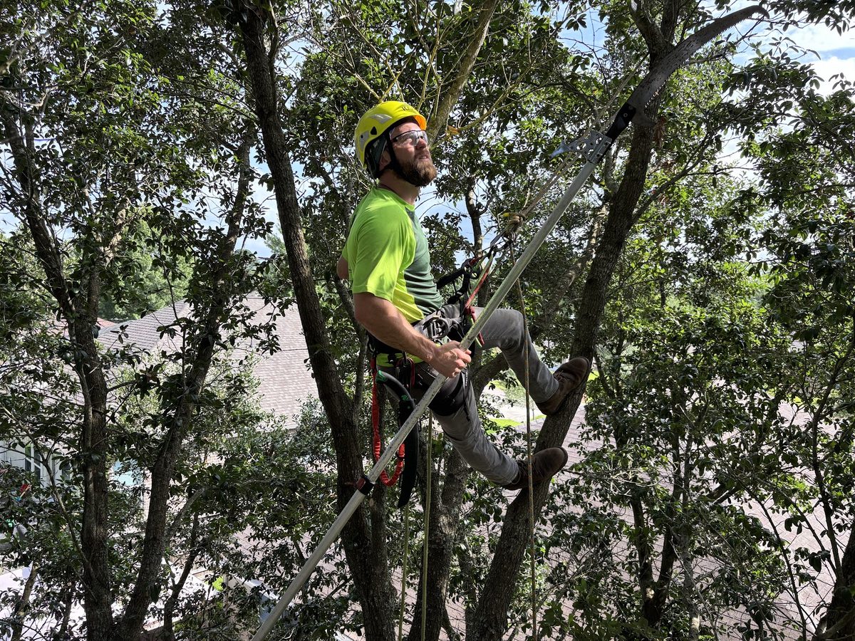 Good Roots Tree Care arborist climbing and pruning a tree with a pole saw above a home in Conroe, TX